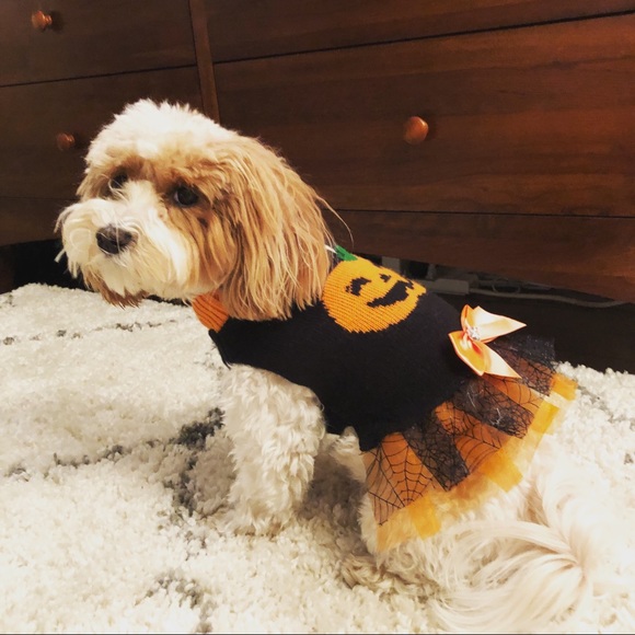 Other - Pumpkin Dog Sweater